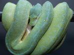Manokwari-Green-Tree-Python-as.jpg