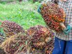 Menkeu-Sri-Mulyani-berencana-menyalurkan-DBH-sektor-perkebunan-kelapa-sawit-sebesar-Rp-34T.jpg