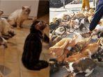 NASIB-Pasutri-Lansia-Pemilik-159-Kucing-dan-7-Anjing-Dibiarkan-Terlantar-hingga-Jadi-Bangkai.jpg