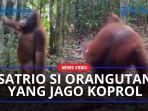Orangutan-yang-melakukan-aksi-koprol.jpg