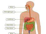 Organ-dan-Fungsi-Sistem-Pencernaan-Manusia.jpg