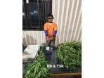 Petani di Karo Digerebek karena Nyambi Tanam Ganja, Dijerat Pasal Berlapis