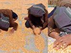 PILU-Petani-Mamuju-Histeris-di-Tumpukan-Jagung-Imbas-Harga-Anjlok-Video-Viral-Dimana-Aku-Mengadu.jpg