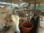 Pekerja-membersihkan-sapi-untuk-di-jual-jelang-Idul-Adha-1445-Hijriah_.jpg