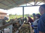 Pemilik-salah-satu-peternakan-sapi-di-Desa-Sirumbia.jpg