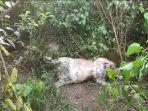 Harimau Sumatra Kembali Mangsa Sapi dan Anjing