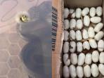 Damkar Kirim Puluhan Telur Ular Cobra ke Siantar Zoo Hasil Evakuasi dari Ladang Warga