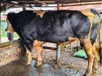 Penampakan-sapi-yang-disumbangkan-Presiden-RI-Prabowo-Subianto_.jpg