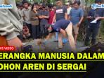GEGER! Penemuan Kerangka Manusia Dalam Pohon Aren Tumbang di Sergai