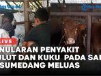 Penularan-PMK-di-Kabupaten-Sumedang-Meluas-Ratusan-Sapi-Terjangkit-PMK.jpg