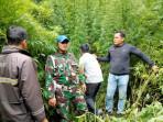 Personel-Kodim-0205TK-berhasil-menemukan-ladang-ganja.jpg