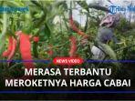 Petani-cabai-merah-di-Kabupaten-Humbahas.jpg