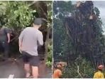 Pohon-Tumbang-Berdiri-Lagi.jpg