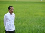 Presiden-Jokowi-food-estate-lbf.jpg