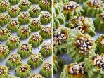 Resep-Kue-Bangkit-Kacang-Hijau-Modern.jpg