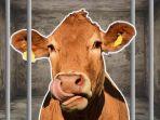 Sapi-Ditahan-Kasus-Bunuh-Bocah.jpg