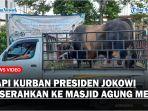 Sapi-Kurban-Presiden-Jokowi-Diserahkan-ke-Masjid-Agung-Medan-Akan-Dibagikan-ke-400-Warga.jpg