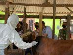 Sapi-milik-peternak-di-Kabupaten-Langkat-disuntik-vaksin.jpg
