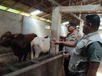 Satgas-Pangan-Dairi-cek-sapi.jpg