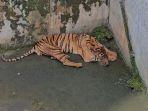 Satu-harimau-jenis-sumatera-yang-berada-di-Medan-Zoo.jpg