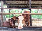 Satu-ternak-sapi-warga-yang-ada-di-Kabupaten-Serdang-Bedagai.jpg