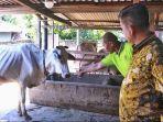 Sebanyak-200-ekor-sapi-di-Nagori-Wonorejo-Kecamatan-Bandar-Kabupaten-Simalungun.jpg