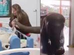 Seekor-Gajah-Jenguk-Pemiliknya-di-Rumah-Sakit.jpg