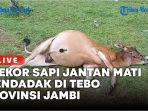 Seekor-sapi-jantan-di-Kelurahan-Tebing-Tinggi-Kecamatan-Tebo-Tengah-Kabupaten-Tebo-mati-mendadak.jpg