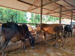 Suasana-di-kandang-sapi-di-Jalan-Avros-Kampung-Baru-Kota-Medan-Samping-Jembatan-Sungai-Deli.jpg