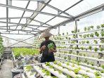 TANAMAN-HIDROPONIK-Suardi-Raden-55-tengah.jpg