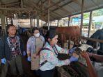 Tim-dokter-hewan-dari-Disternak-Kabupaten-Karo-mengecek-kondisi-hewan-ternak.jpg