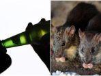 VIRAL-Tikus-tikus-Berpesta-Polisi-Sebut-60-Botol-Minuman-Keras-Habis-Digigiti-dan-Ditenggak-Tikus.jpg