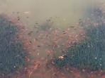 Video-air-Danau-Toba-yang-keruh-dan-mengeluarkan.jpg