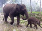 asep_gajah_tangkahan_20151029_154932.jpg