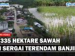 banjir-rendam-sawah-di-sergai.jpg