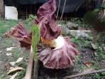 Bunga Bangkai di Jatinegara Sempat Dikira Pohon Pisang Tapi Berbau Busuk