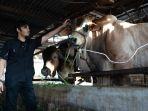 dr-Arya-Tjipta-bersama-sapi-berbobot-13-ton-yang-dikurbankannya-di-Idul-Adha.jpg