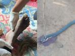 duel-maut-petani-vs-kobra-di-Sukabumi.jpg