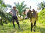 harga-sapi-di-Kabupaten-Asahan-anjlok-akibat-wabah-PMK.jpg