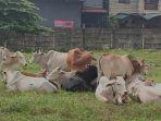 hewan-kurban-yang-akan-dijual.jpg