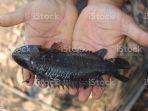 ikan-Anabas.jpg
