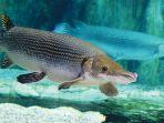 ikan-aligator-gar.jpg