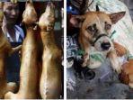 ilustrasi-daging-anjing-tribunmedan.jpg