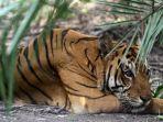ilustrasi-harimau.jpg