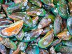 kerang-hijau-maut.jpg