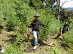 ladang-ganja.jpg