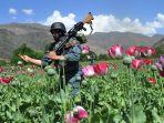 ladang-opium-afghanistan.jpg