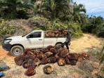para-petani-justru-merasa-resah-akibat-maraknya-kasus-pencurian-buah-sawit.jpg