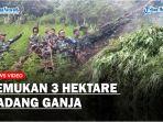 penemuan-ladang-ganja-ini-dipimpin-langsung-oleh-Kolonel-Infanteri.jpg