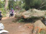 pohon-tumbang-di-Kota-Siantar-tak-kunjung-dibersihkan.jpg
